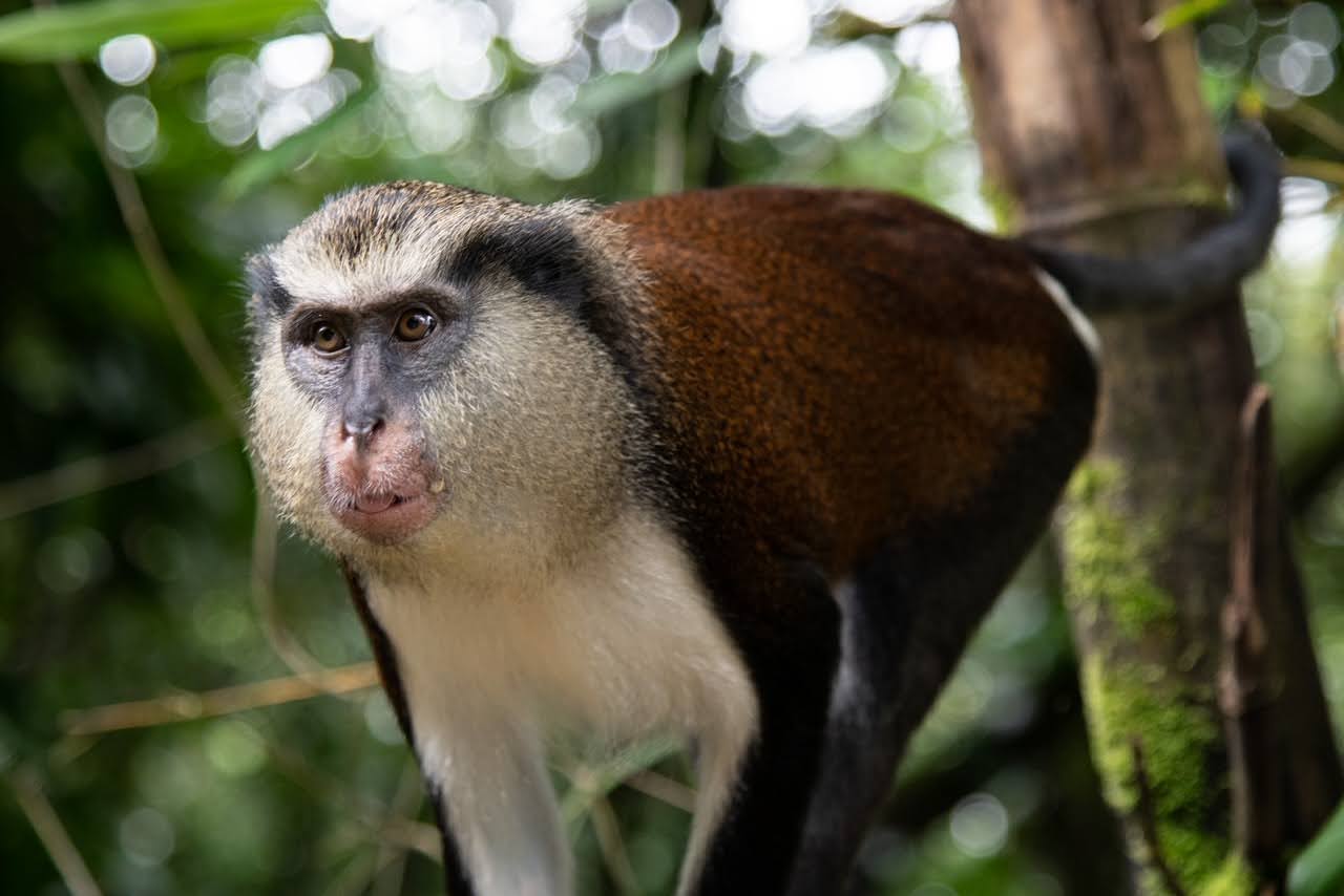 Mona monkey in the forest near Grand Etang Lake, Grenada