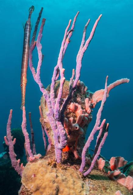 Purple tube sponges growing on a sculpture with a trumpetfish, Molinere Bay, Grenada