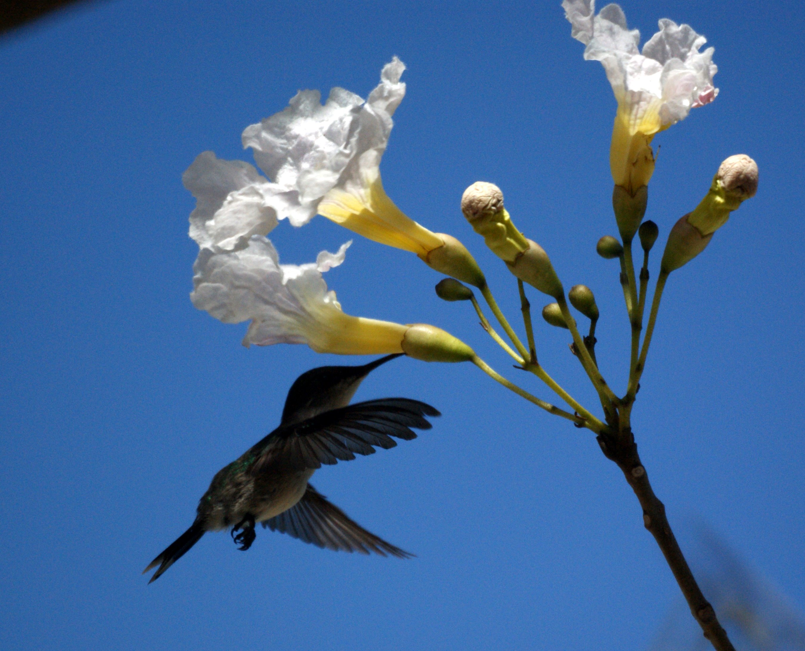 A hummingbird feeding at white trumpet flowers against a blue sky in Grenada