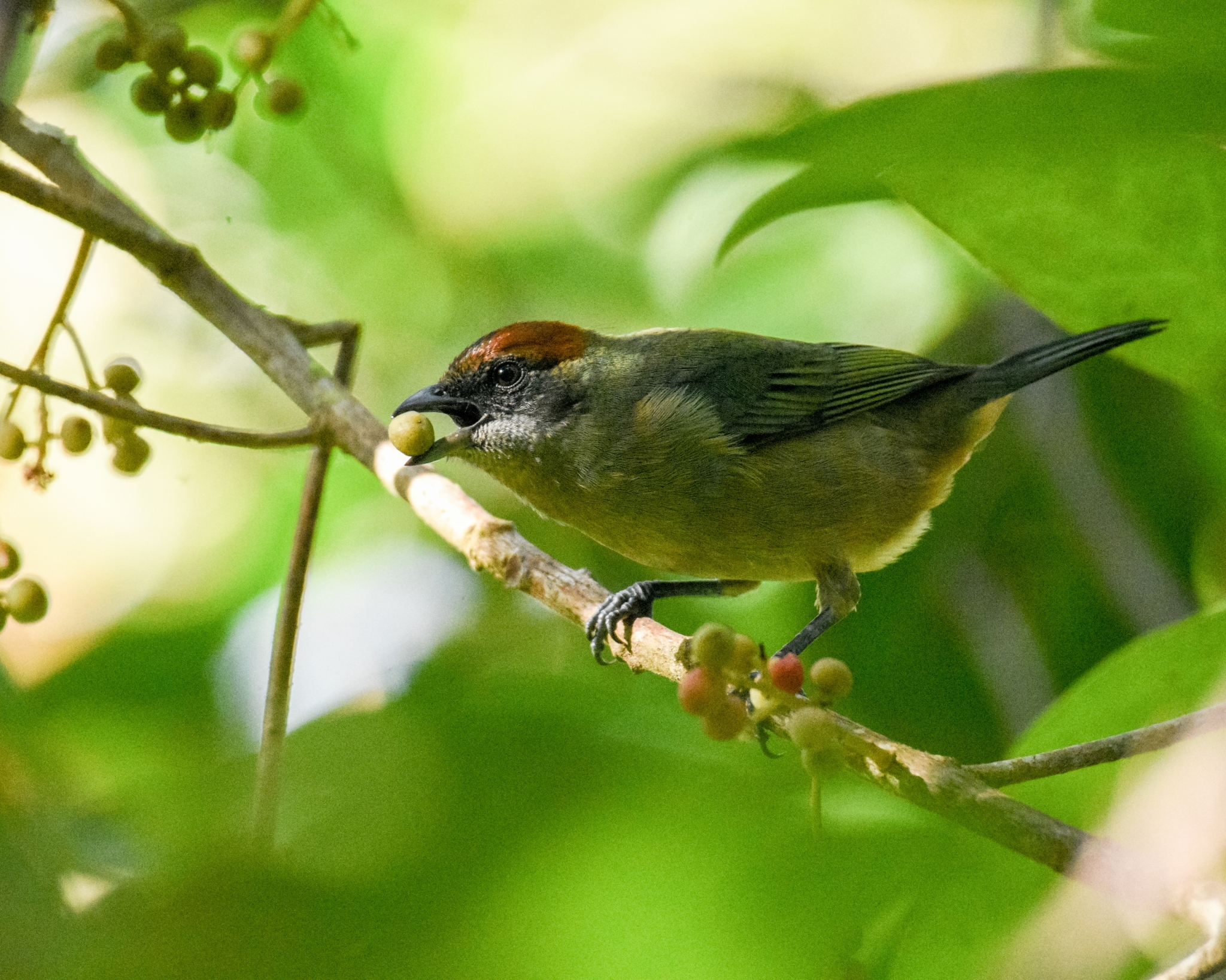 Lesser Antillean tanager with a chestnut cap feeding on berries, Saint Andrew, Grenada