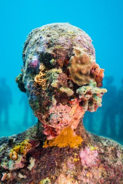 Close view of a Vicissitudes face covered in coral, Molinere Bay, Grenada